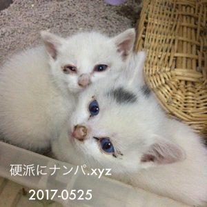 猫　動物ナンパ　硬派にナンパ.xyz 2017-0525 |